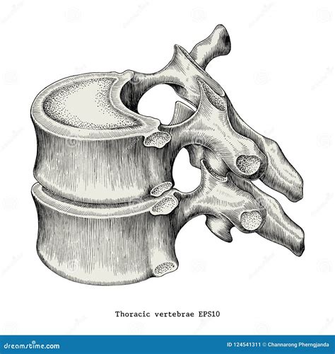 Thoracic Vertebrae Anatomy Vintage Illustration Clip Art Isolate Stock