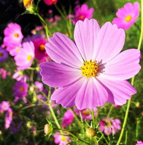 Summer Plants खूबसूरती और महक से करना चाहते हैं बालकनी गार्डन को सरोबार तो गर्मी में लगाएं ये