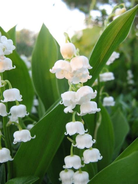 Lilies Of The Valley: Plant Care and Collection of Varieties - Garden.org