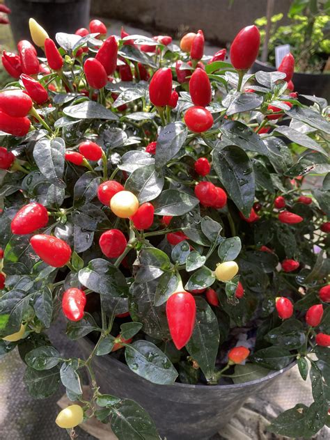 Chilli Pepper Basket Of Fire F Seeds Ubicaciondepersonas Cdmx Gob Mx