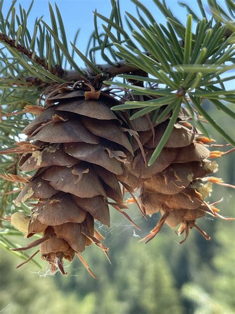 douglas fir woody warehouse nursery  lizton