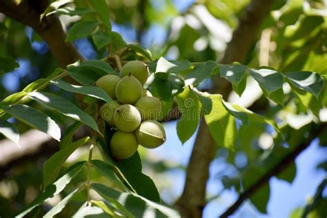 Boomtakken Met Vruchten Van Juglans Mandshurica Stock Foto Image Of Vers Ingrediënt 200326218