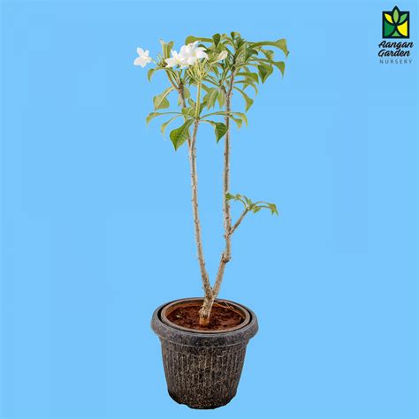 Nag Champa Plumeria Pudica Buy In Indore