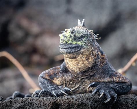 Sea Iguana Close Up Photograph by Alex Mironyuk - Fine Art America