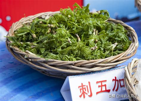 农村100种野菜图片（教你认识不同的野菜和吃法） 科猫网