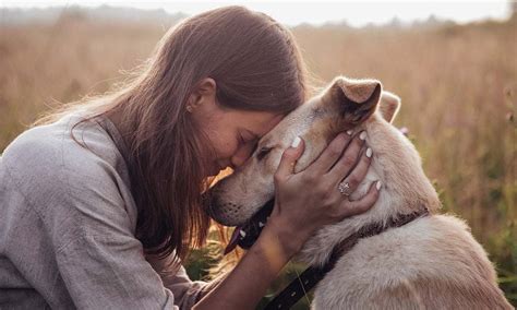 C Mo Son Las Emociones Y Sentimientos De Los Perros