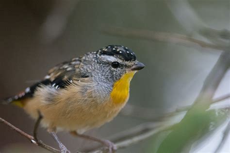 Bird Spotted Pardalote Barwon Bluff