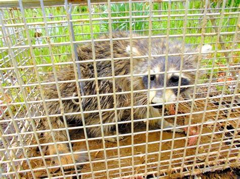 Traumatized Workers Seek Humane Way To Kill Raccoons The Asahi Shimbun