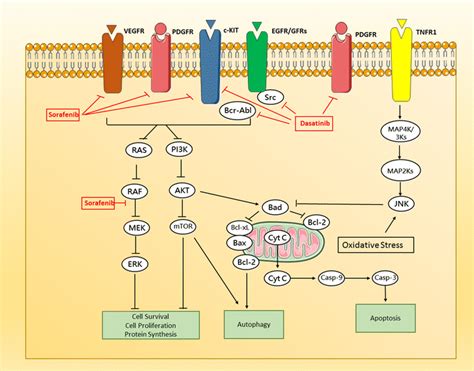 Key Signal Transduction Pathways Involved In Dasatinib And Sorafenib