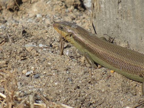 Gilbert S Skink From Madera County Ca Usa On May At Pm