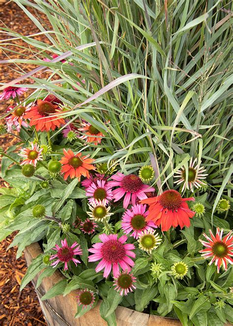 Colorful Pollinator Container Garden Ideas