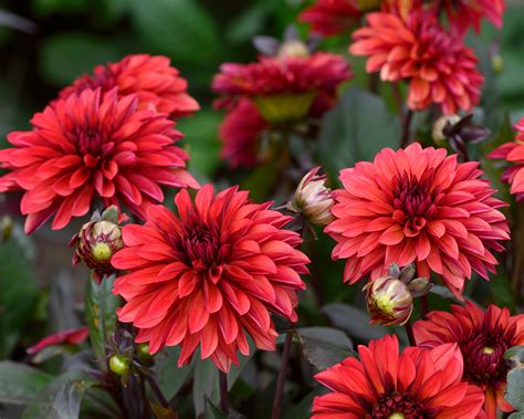 Dahlia Danique Tubers — Buy Online At Farmer Gracy Uk