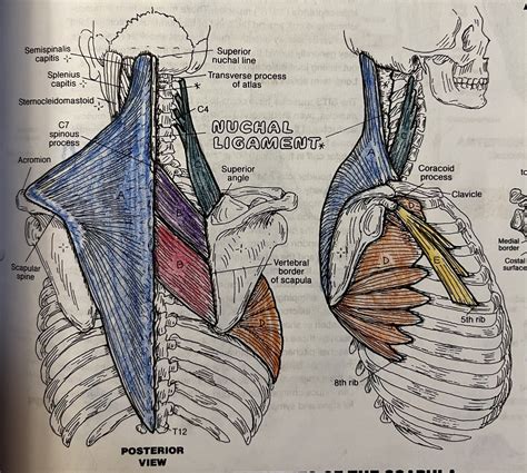 Muscles Of Scapular Diagram Quizlet