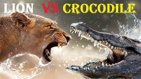 Lion Vs Crocodile