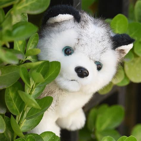 Cute Huskies Puppies Sleeping