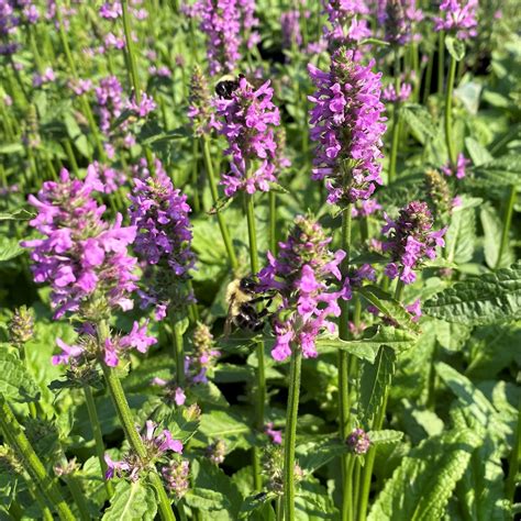 Stachys Monieri ‘hummelo Betony Cavanos Perennials