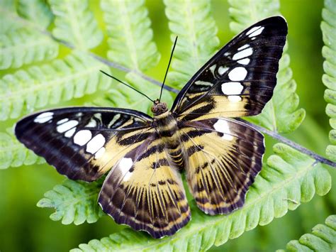 Imagen Mariposas Reales Imagui