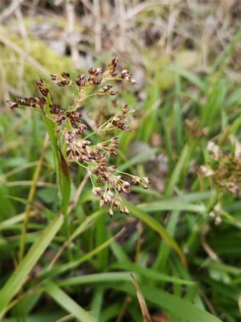 Photo Luzule Des Bois Luzula Sylvatica Observations Be