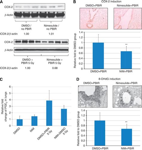 Pretreatment Of Cox Inhibitor Suppresses Induction Of Cox Pge And