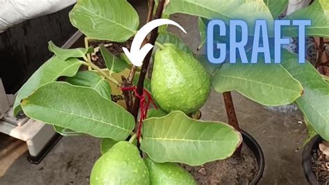 Best Way To Graft Guava Plant Guava Plant Grafting Process Guava