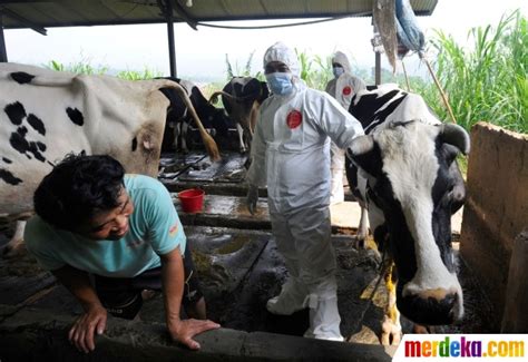 Peternakan Sapi Perah Di Kabupaten Bogor