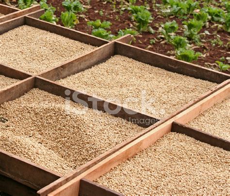 Drying Green Coffee Beans Stock Photo | Royalty-Free | FreeImages