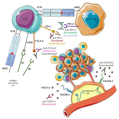 Ijms Free Full Text Fda Approved Monoclonal Antibodies For