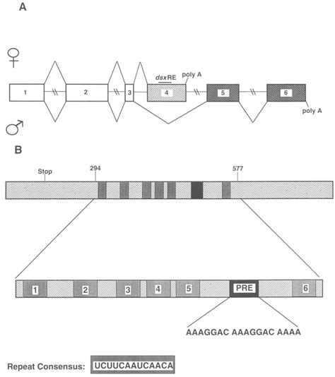 The Sex Specific Pattern Of Dsx Pre Mrna Alternative Splicing And The Download Scientific