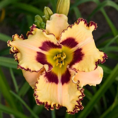 Daylily White Flower Farm