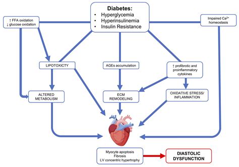 Frontiers Diabetic Cardiomyopathy Current And Future Therapies Beyond Glycemic Control