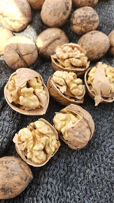 Chinese Xinjiang Extra Light Halves Walnut Kernel Walnut Inshell