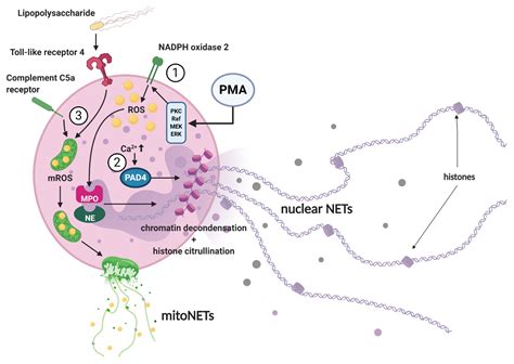 Ijms Free Full Text Neutrophil Extracellular Traps And Their