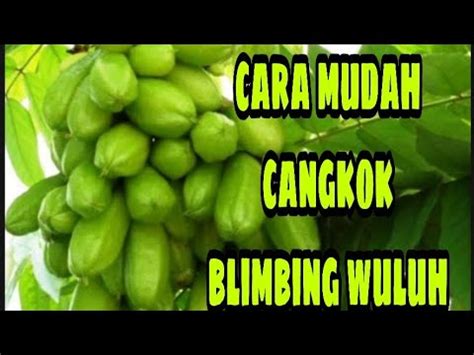 Cangkok Belimbing Wuluh Cara Mudah Cangkok Belimbing Wuluh YouTube