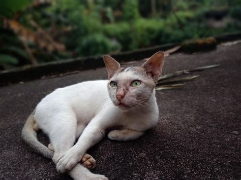 Free Cute Pussy Cute Images Pixabay