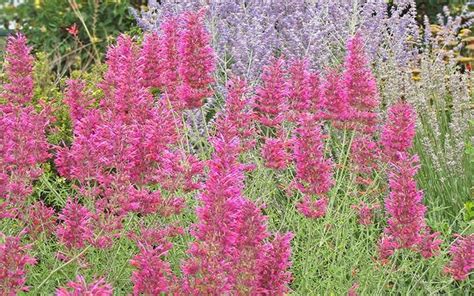 Desert Solstice Hummingbird Mint Agastache Desert Solstice High