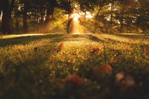 Fondos De Pantalla Luz De Sol Paisaje Bosque Noche Naturaleza Césped Cielo Rama