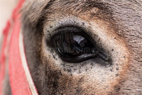 Horse Eye, Close-up Shot with Detail of Hair Stock Image - Image of ...