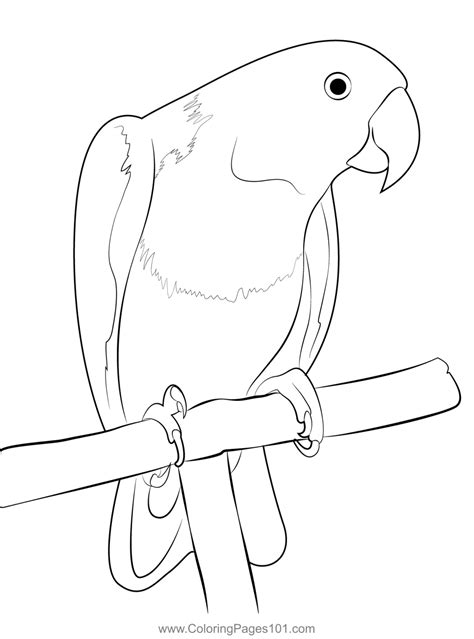 Parrot Coloring Page