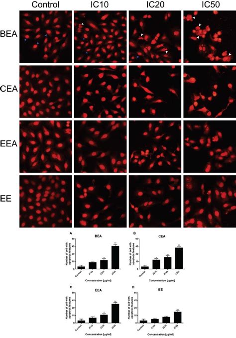 The Effective Extracts Induced An A549 Cell Apoptotic Feature