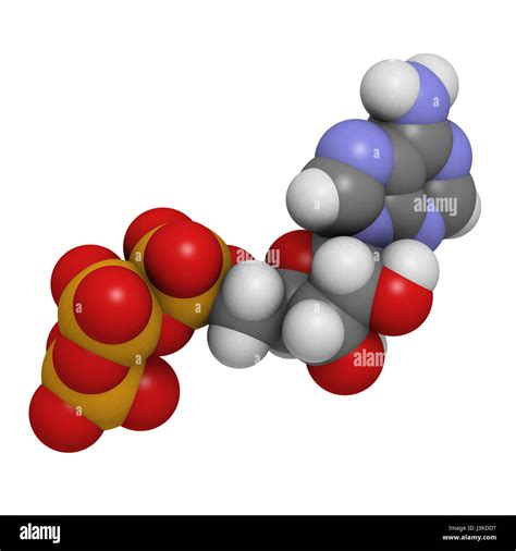 Atp Molecule Stock Photos & Atp Molecule Stock Images - Alamy