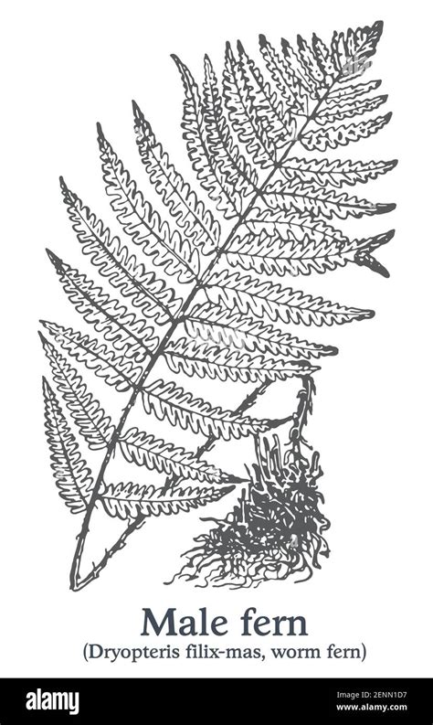 Male Fern Vector Hand Drawn Plant Vintage Medicinal Plant Sketch