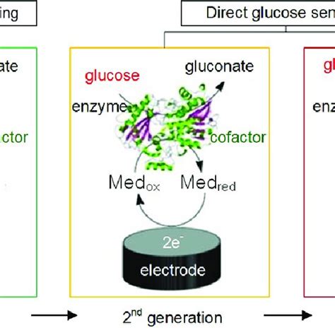 Schematic Representation Of The Glucose Biosensor Invented By Clark And Download Scientific