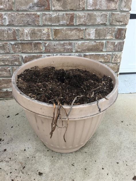 Overwintering 🥔 Vine Potatoes In Harvesting Potatoes From Ornamental Sweet Potato Vines