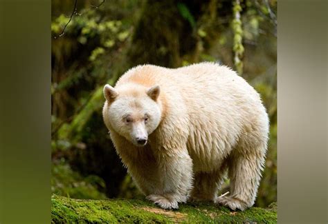 KUOW - New film explores the rare spirit bear and Canada's Great Bear ...