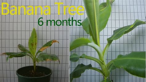 Growing Banana Tree Time Lapse 180 Days YouTube