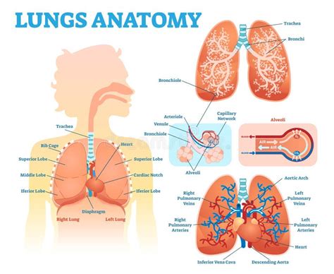 Lungs Anatomy Medical Vector Illustration Diagram Set with Lung Lobes ...