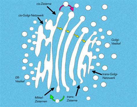 Golgi Apparat