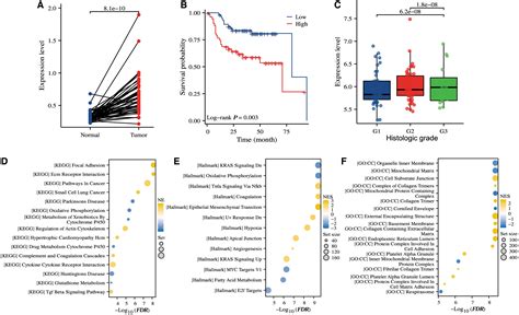 The Novel Circular Rna Circtrio Silence Inhibits The Progression Of