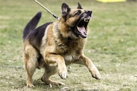 Are German Shepherds Aggressive? Managing The GSD Temper