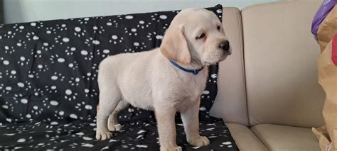 Labrador Retriever Gotowy Do Odbioru Pasztowa Wola Olx Pl